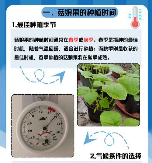 菇娘籽怎么种植：全面指南及步骤详解