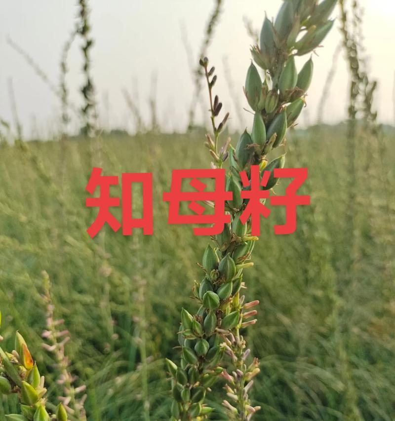 知母种子怎么催芽最好