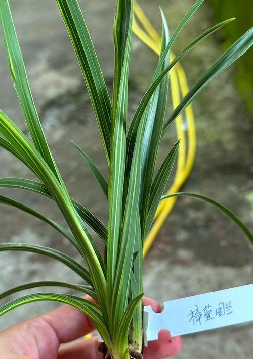 蕙兰艺草怎么种植方法