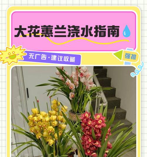 蕙兰艺草怎么种植方法