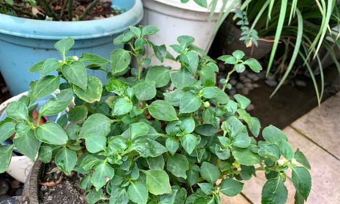 茉莉种子怎么种植方法