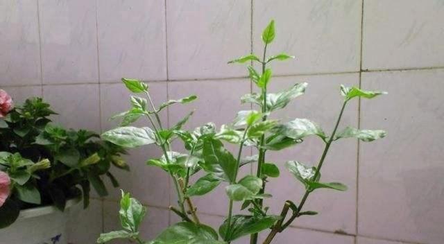 如意长大的修剪技巧：如何正确修剪枝条