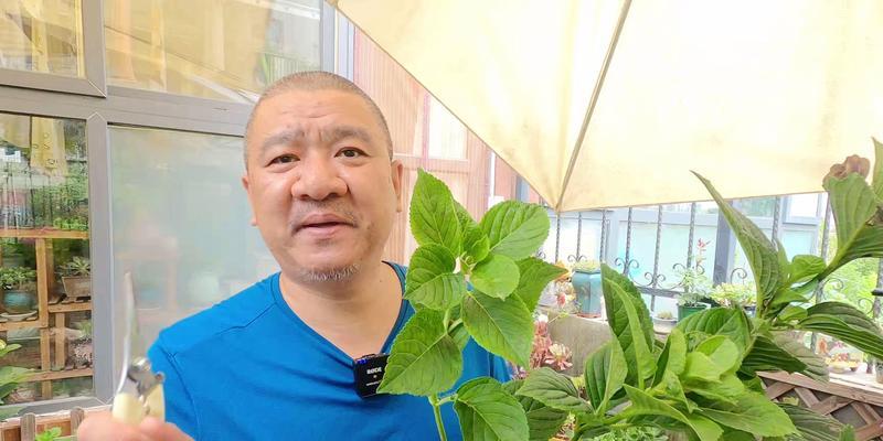 绣球入夏怎么修剪枝条