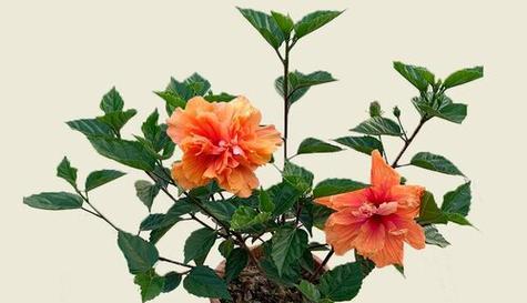 富桑花的种植方法深度解析