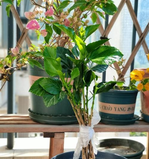 富桑花的种植方法深度解析