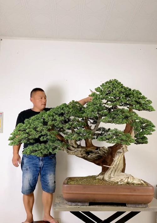盆栽云顶修剪枝条的全面指南