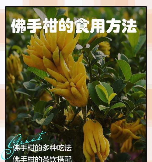 佛手柑橘的种植方法：一份全面的指南
