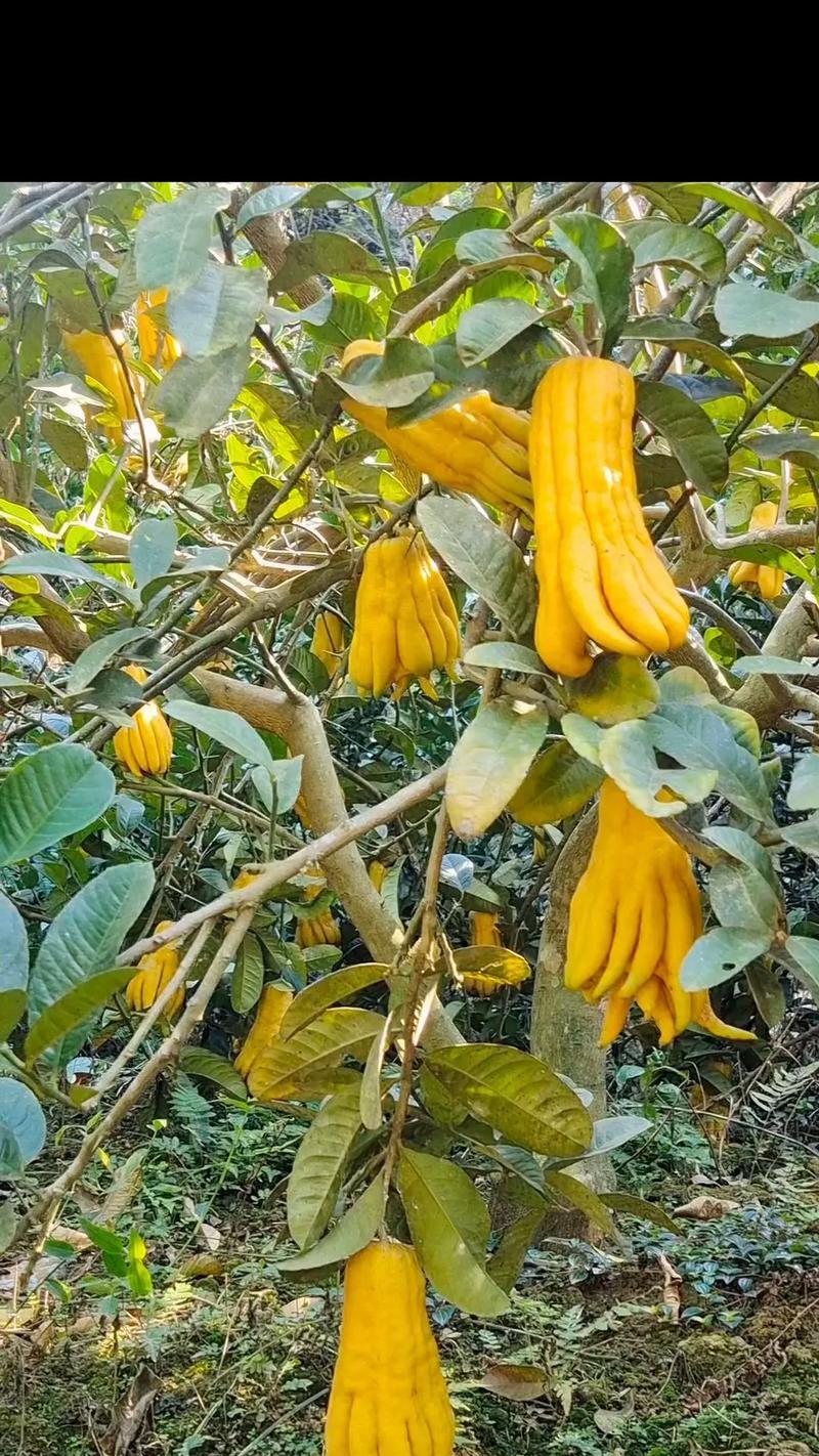 佛手柑橘的种植方法：一份全面的指南