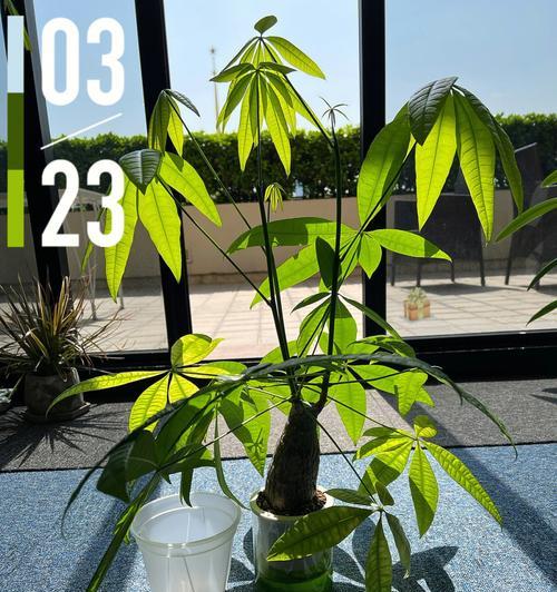 赤狐修剪枝叶的完整指南