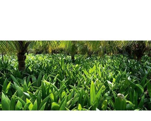 青椰苗怎么种植方法