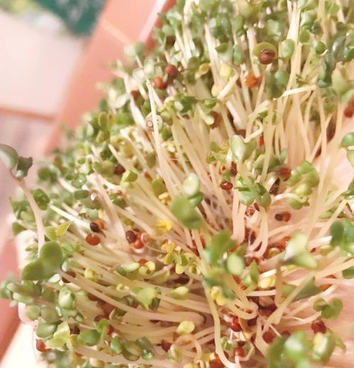 青椰苗怎么种植方法