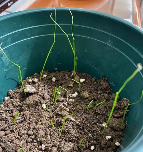 小葱苗的种植方法：从播种到收获的全面指南