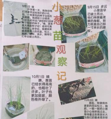 小葱苗的种植方法：从播种到收获的全面指南