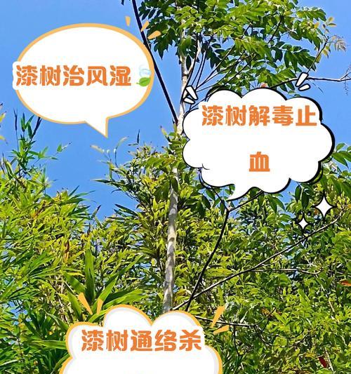 漆树怎么修剪枝条