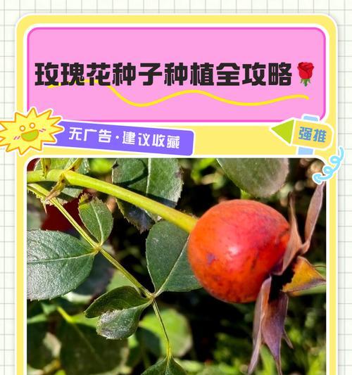 玫瑰种子催芽的科学方法