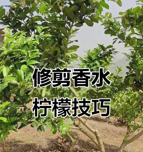 老柠檬修剪枝条技巧详解