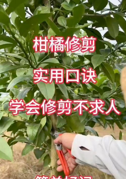 老柠檬修剪枝条技巧详解