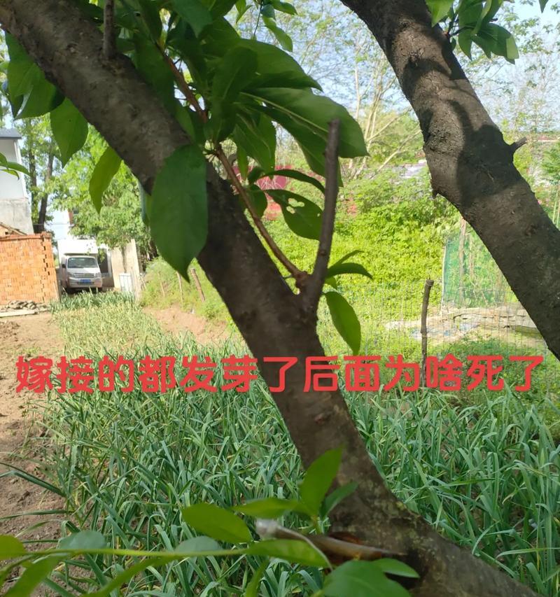 春季杏种子催芽秘籍，让萌芽不再难！