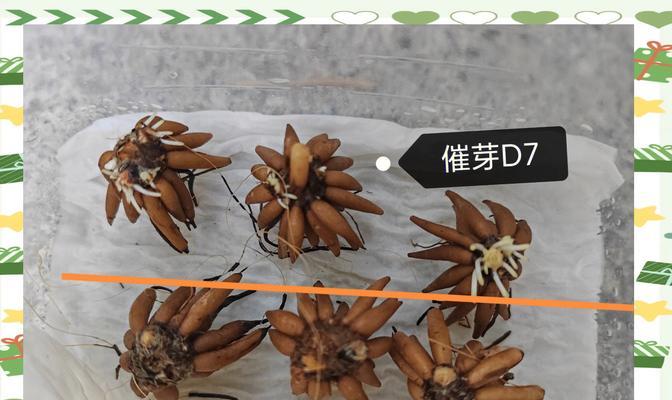 洋牡丹没催芽怎么办呢