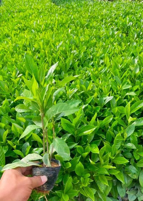 枙子的插苗种植方法：培育健康栀子花的步骤指南