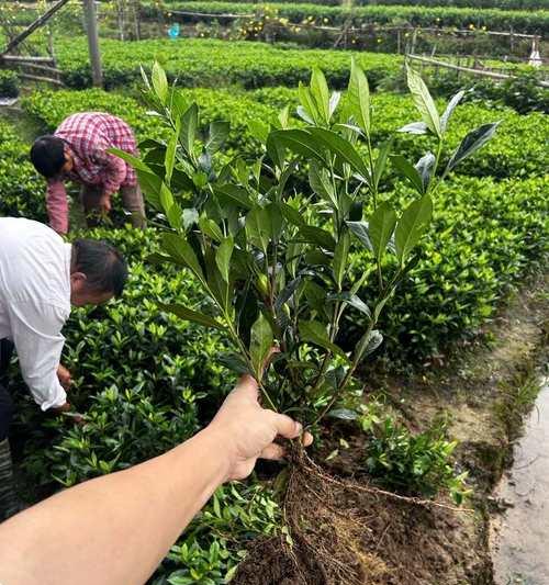枙子的插苗种植方法：培育健康栀子花的步骤指南