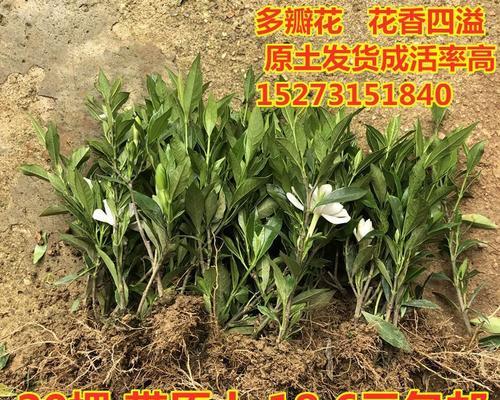 枙子的插苗种植方法：培育健康栀子花的步骤指南
