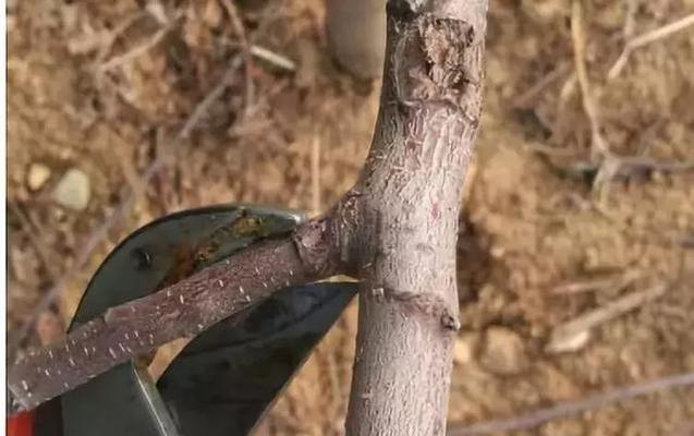 蜥蜴怎么修剪枝条：全面指南与操作步骤