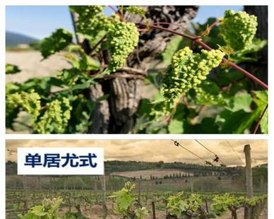 葡萄藤枝干种植方法