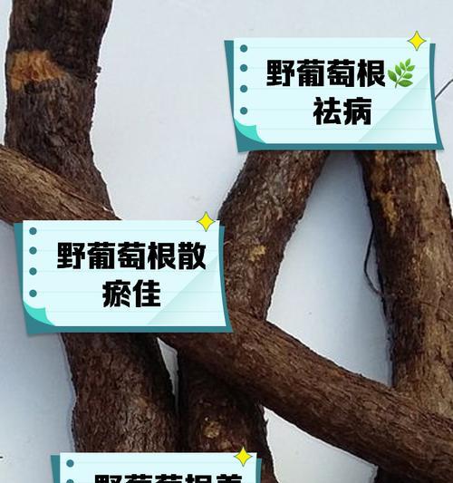葡萄藤枝干种植方法