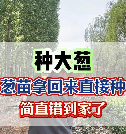 葱子苗怎么种植方法：详细步骤与技巧指南