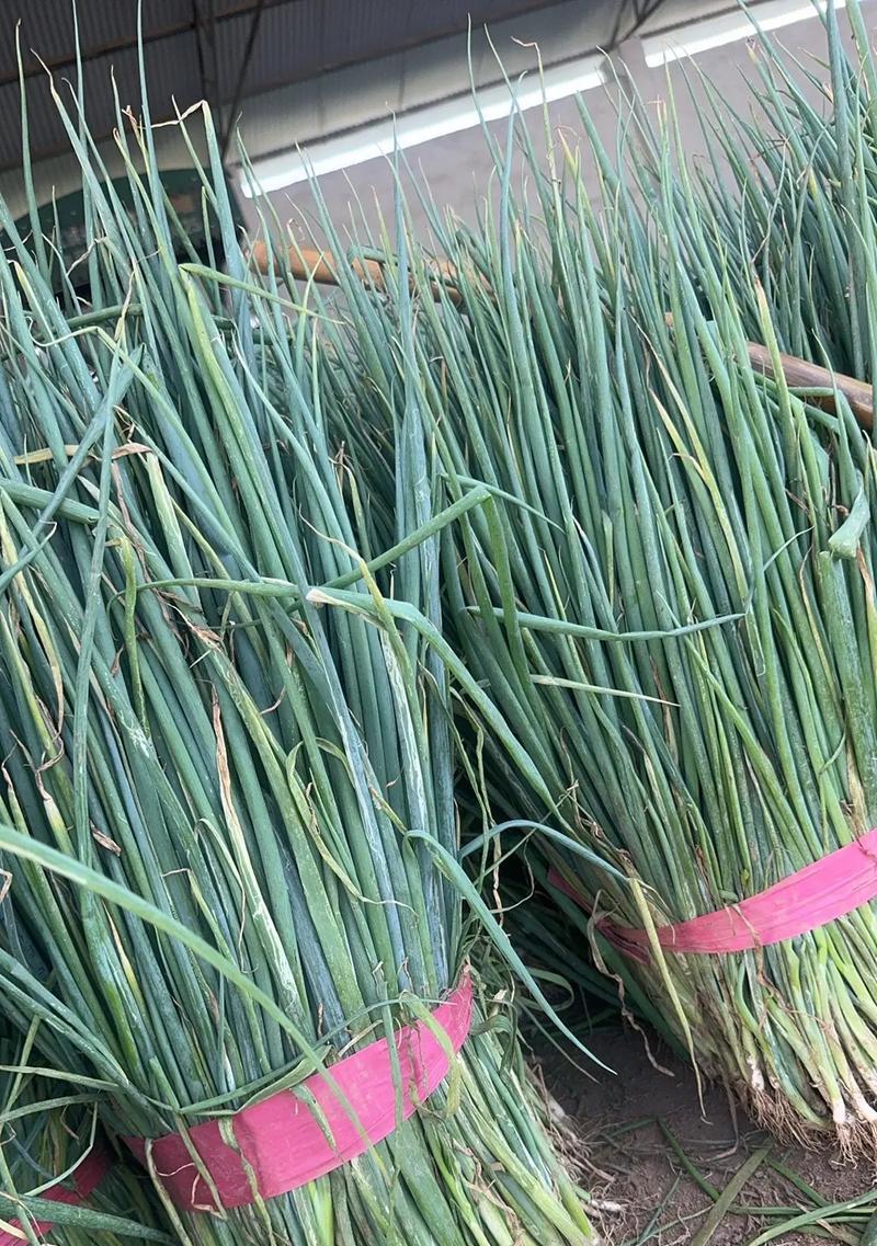葱子苗怎么种植方法：详细步骤与技巧指南