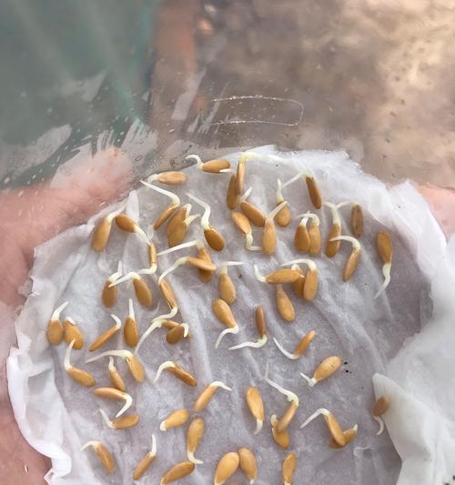 不催芽的种西瓜怎么种