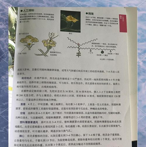 不催芽的种西瓜怎么种