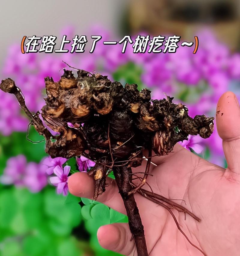 三叶草的种植方法：从播种到收获的全面指南