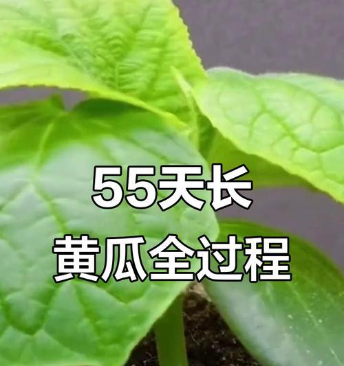 用黄瓜种子怎么种植方法