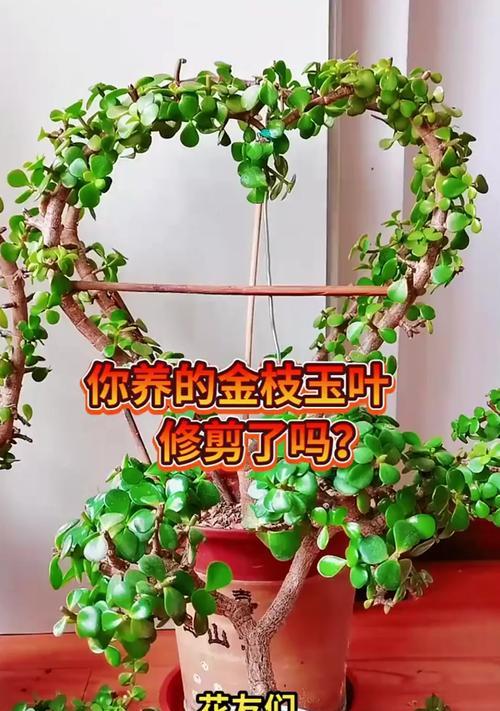 金沙蔓修剪枝条的全面指南
