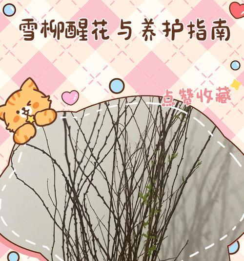 雪柳修剪枝叶技巧——让你的花园更美丽