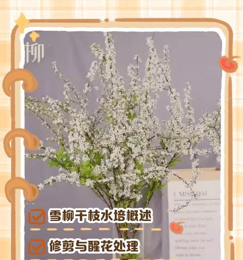 雪柳修剪枝叶技巧——让你的花园更美丽