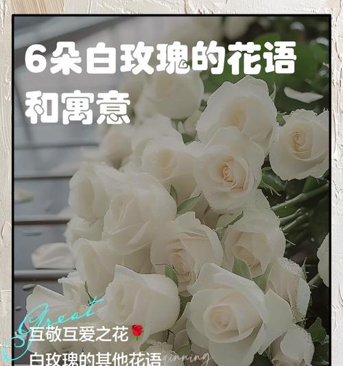 紫边碧玉的养护方法和注意事项