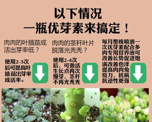 小盆栽怎么催芽的