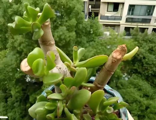小盆栽怎么催芽的