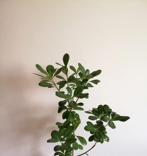 软虫怎么修剪枝条