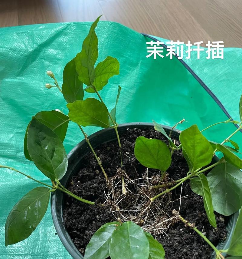 软虫怎么修剪枝条