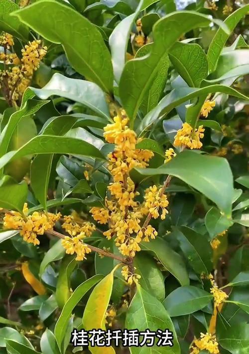 大桂花树的催芽方法