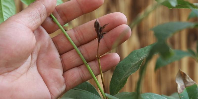 大桂花树的催芽方法