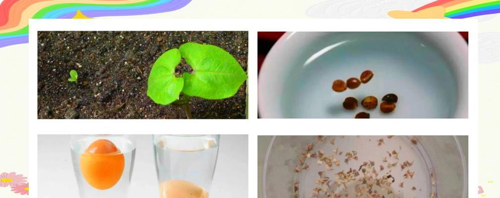 种菜幼苗怎么种植方法