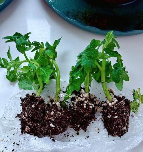 种菜幼苗怎么种植方法