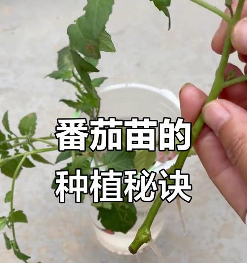 种菜幼苗怎么种植方法