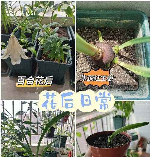 百合种球怎么种植方法