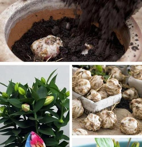 百合种球怎么种植方法